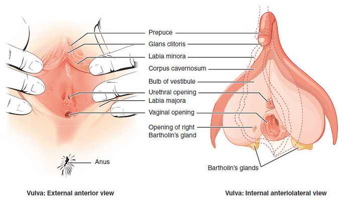 clitoris female anatomy